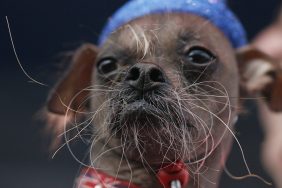 An "ugly" dog, a Chinese Crested pup with scraggly whiskers, named Mugly wins World's Ugliest Dog competition in 2012.