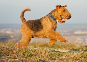 Airedale sales terrier allergies