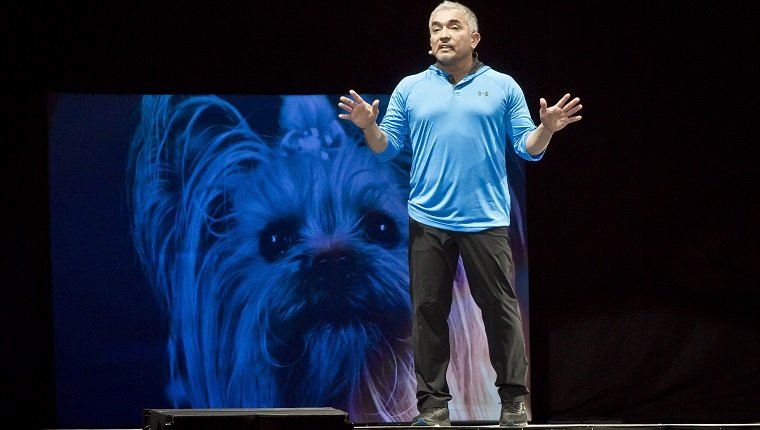 BERLIN, GERMANY - MARCH 04: American dog trainer Cesar Millan performs live during his show at the Max-Schmeling-Halle on March 4, 2017 in Berlin, Germany. (Photo by Frank Hoensch/Getty Images)