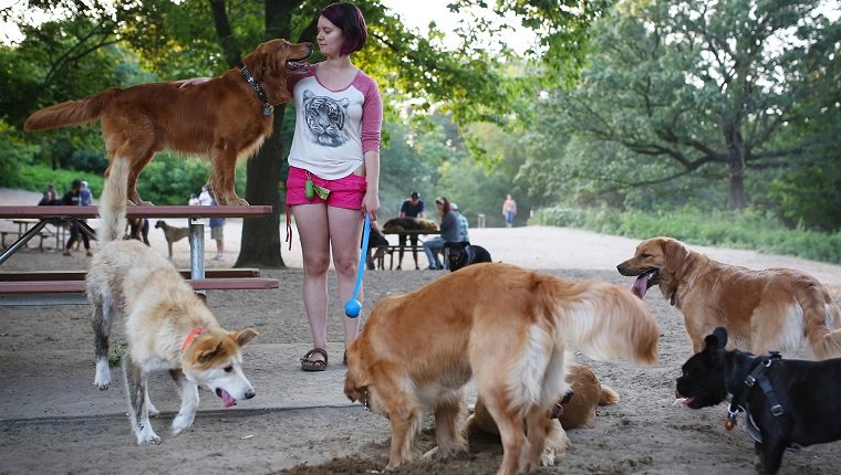 Toronto, Canada - July 4 - Melissa Martin plays with her 6 Golden retrievers at the off-leash dog park in Toronto's High Park on July 4, 2015. Cole Burston/Toronto Star (Cole Burston/Toronto Star via Getty Images)