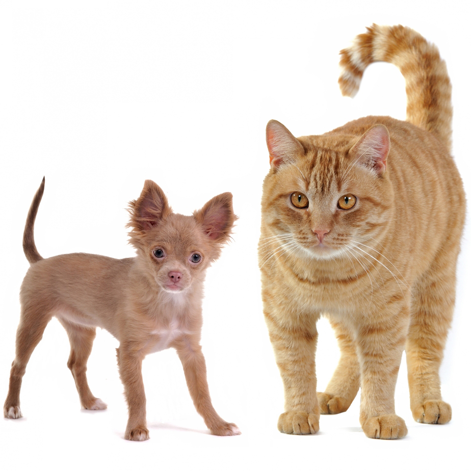 10 Weird Pet Products DogTime 10-weird-pet-products-dogtime