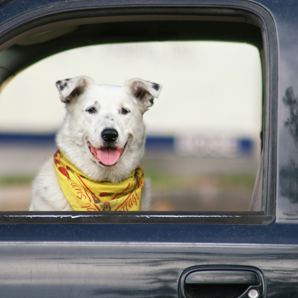 Do pet seat belts really work? DogTime