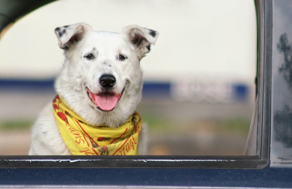 Do pet seat belts really work?