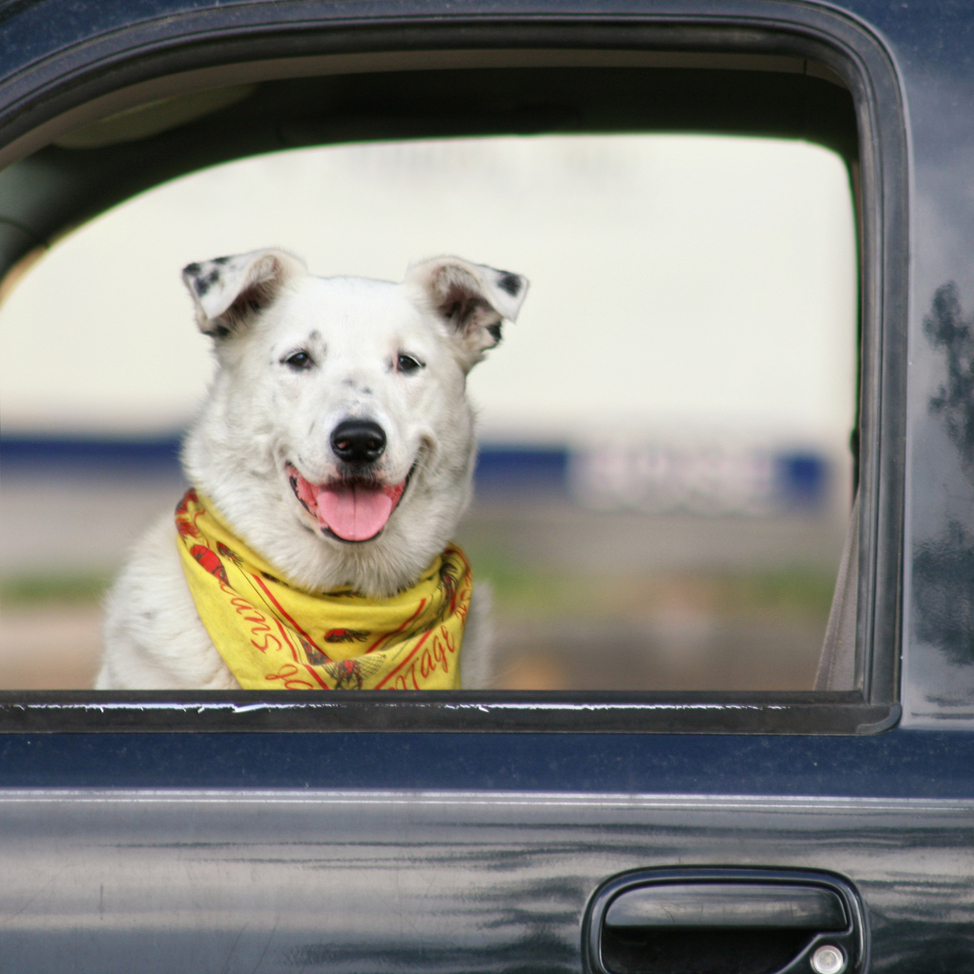 Do Dog Seat Belts Really Work? Ensuring Pet Safety