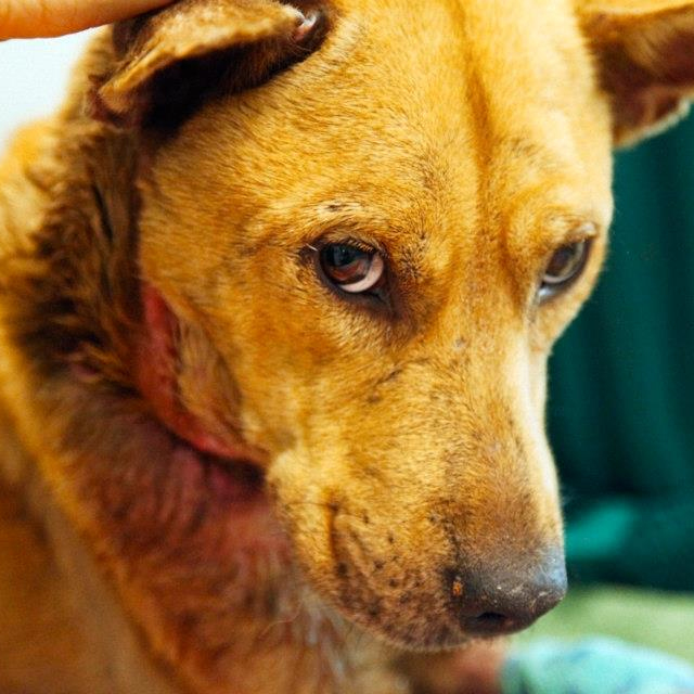 Starving dog found with coffee can around neck DogTime