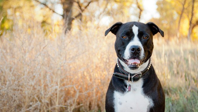 National Pit Bull Awareness Month: 9 Ways To Celebrate - DogTime