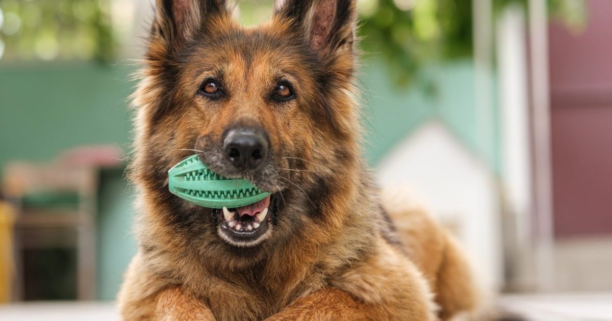 Vet Reveals Which Toys Your Dog Will Love Most—And Why