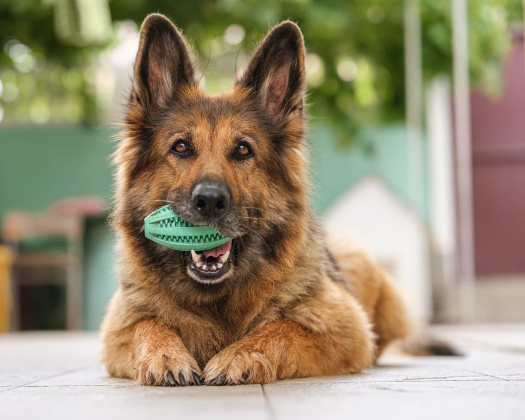 German Shepherd dog holding dog toy in mouth