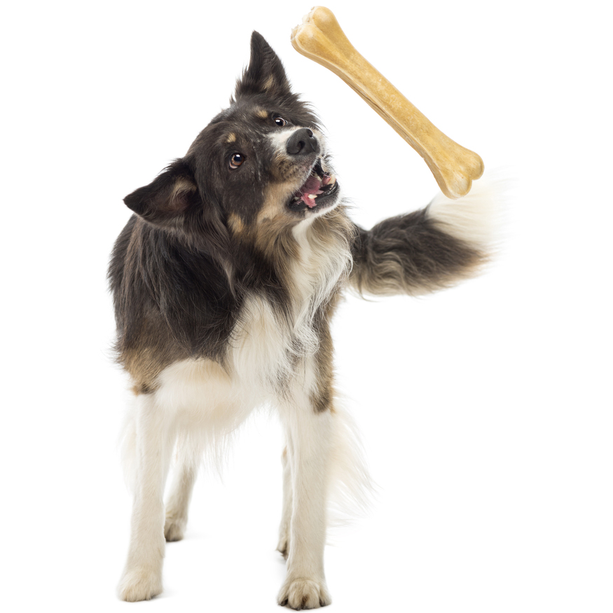 The science of choosing dog toys DogTime