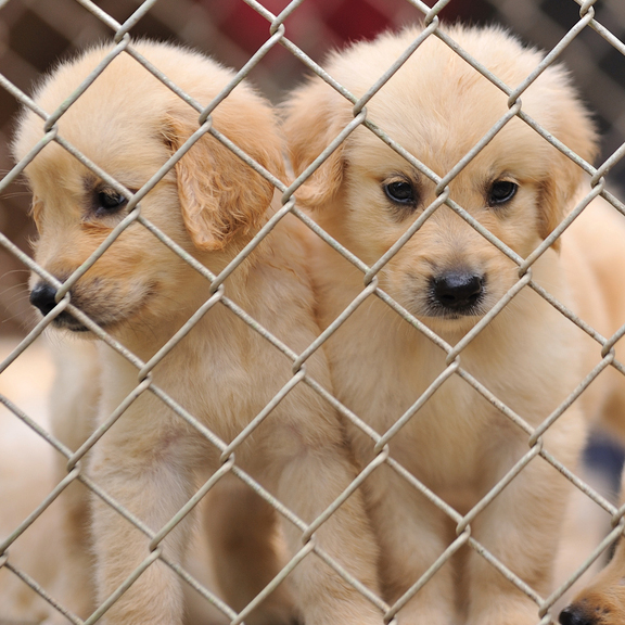 Ohio dog breeders plead not guilty to 723 counts of cruelty DogTime