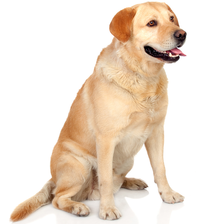 Labrador dogtime 2025