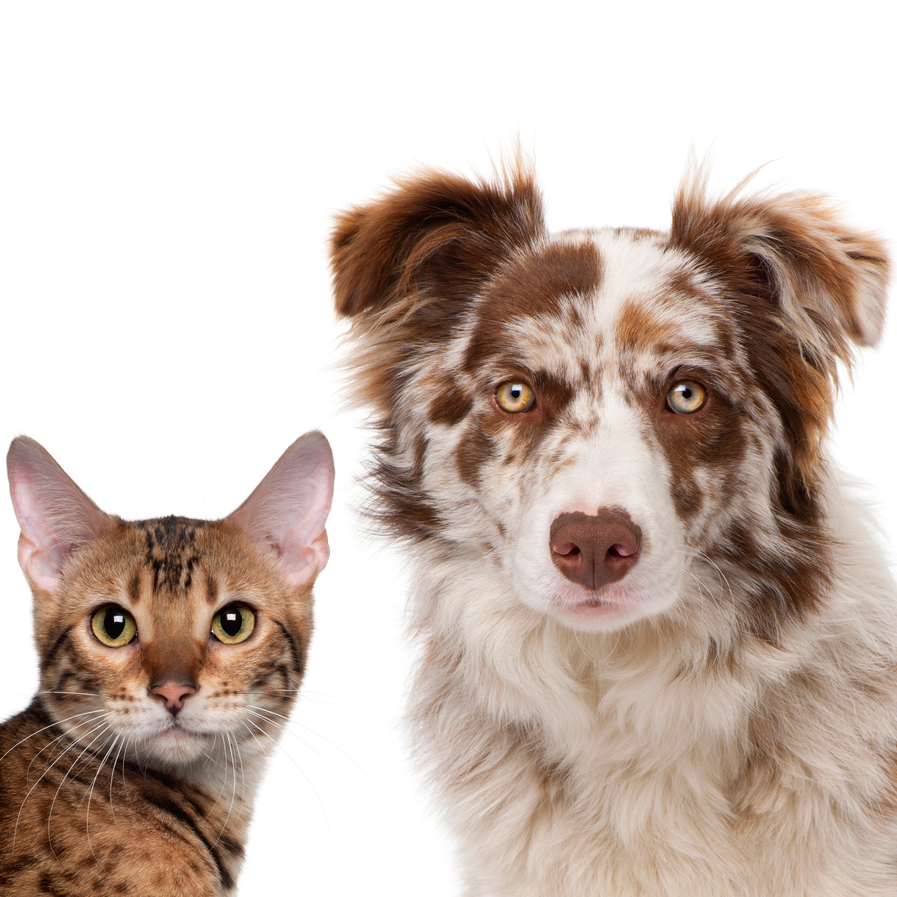 Best and worst states for animal protection laws in 2012 DogTime