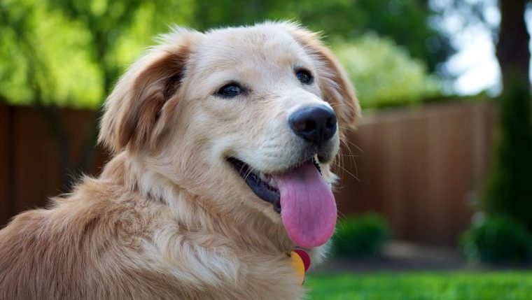 hanging tongue syndrome - DogTime