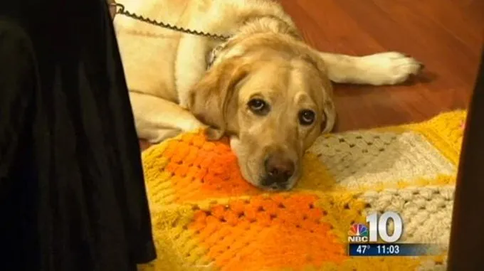 Guide Dog Saves Blind Woman From Burglars and gas leak