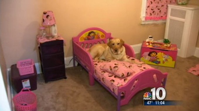 Guide Dog Saves Blind Woman From Burglars gas leak
