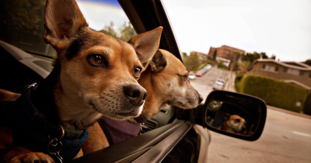 13 Pics Of Dogs On The Go - DogTime