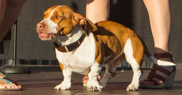 World's Ugliest Dogs - DogTime