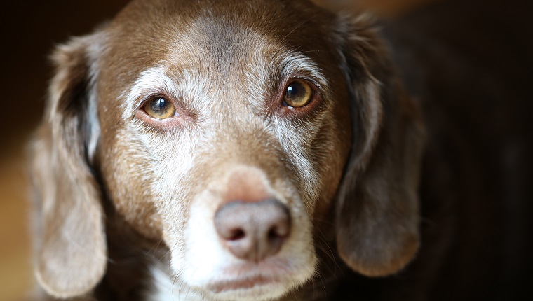 Old brown dog with white around snout and eyes looks at camera