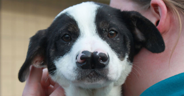 Kentucky dog with two noses finds forever home - DogTime