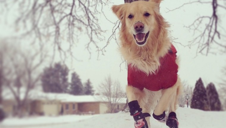 Golden retriever wearing jacket and boots running towards the camera in snow, home front yard, houses and tree in the background.