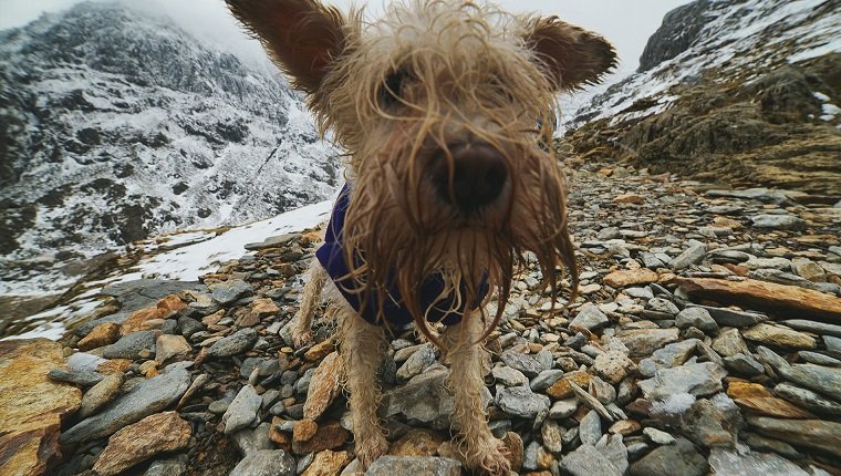 Hairy Dog On Rocky Mountain