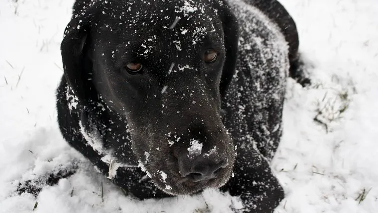 Black Labrador Retriever playing in the snow.