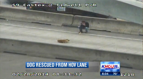 Man rescues injured dog from Houston freeway - DogTime