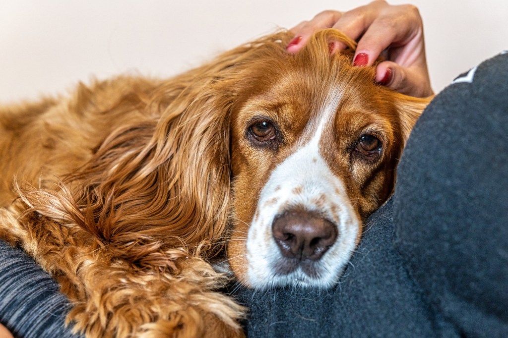 chien senior reposant sur les genoux d'une femme