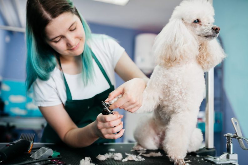 Dog groomer trimming Poodle's nails.