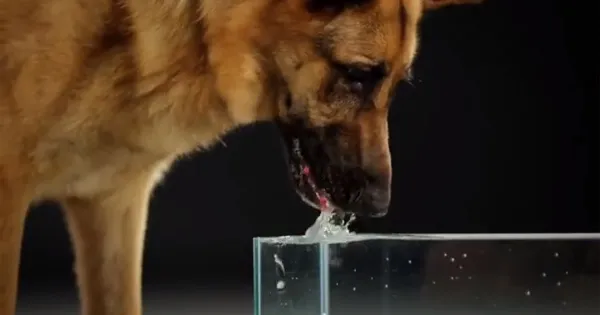 German shepherd hot sale drinking water