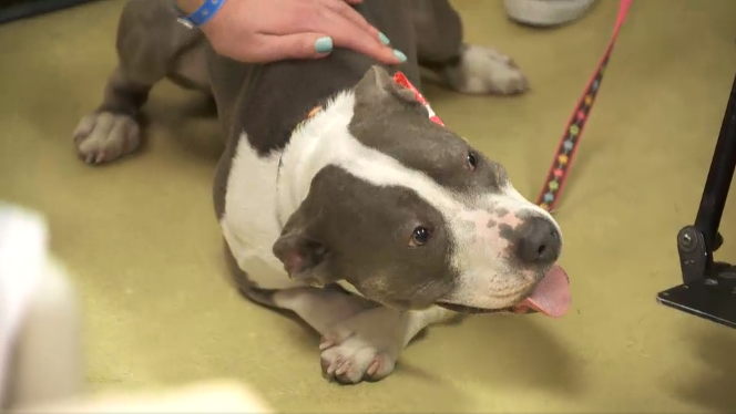 Paralyzed pooch inspires hospital patients - DogTime