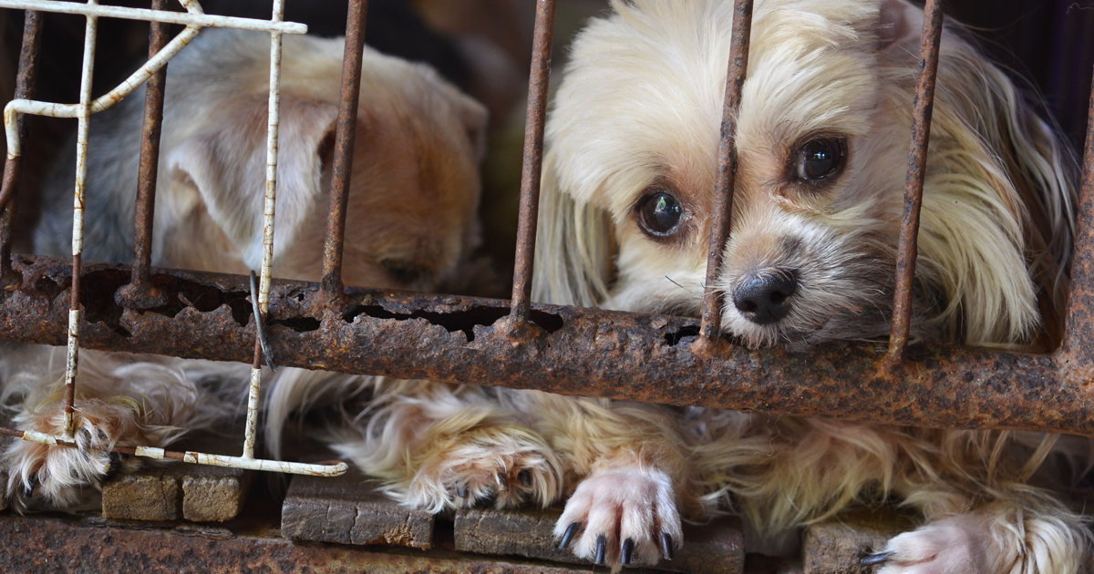 HSUS releases list of 101 “problem” puppy mills in the U.S. - DogTime