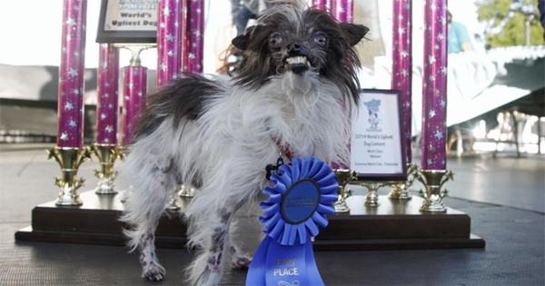 World's Ugliest Dogs - DogTime