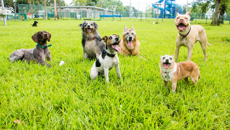The Best Dog Parks In The Us To Enjoy With Your Pup Dogtime