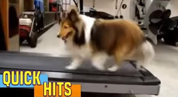 Dog Cheats During Exercise [VIDEO] - DogTime