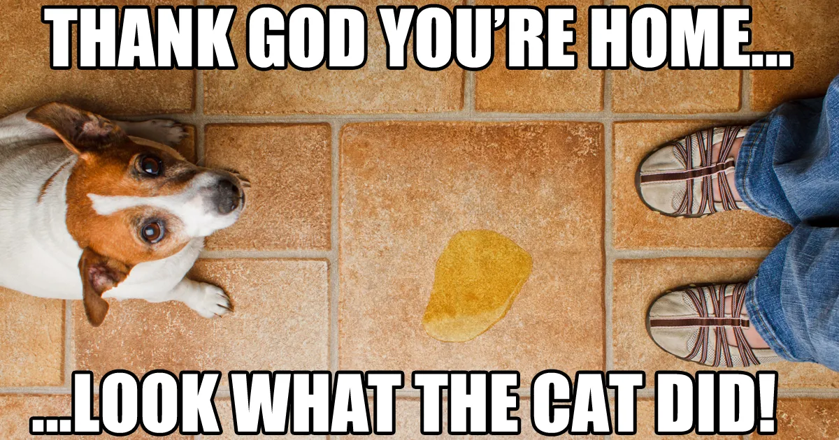 dog and cat memes funny