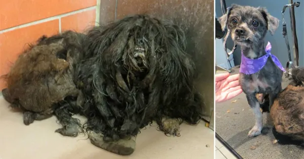 Neglected, matted dog in West Texas makes incredible transformation