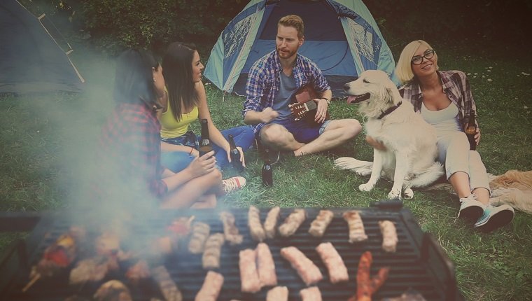 A few friends are in nature on camping. They are sitting on the green grass and having fun, redhead man is playing guitar, girls are drinking beer and they have a golden retriever like company. Meat are on grill, kebabs and sausages.
