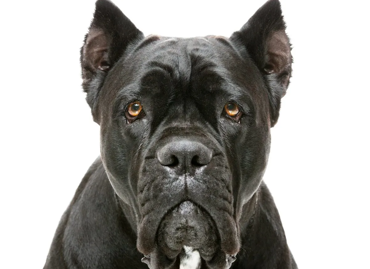 Cane Corso Dog Breed History & Characteristics