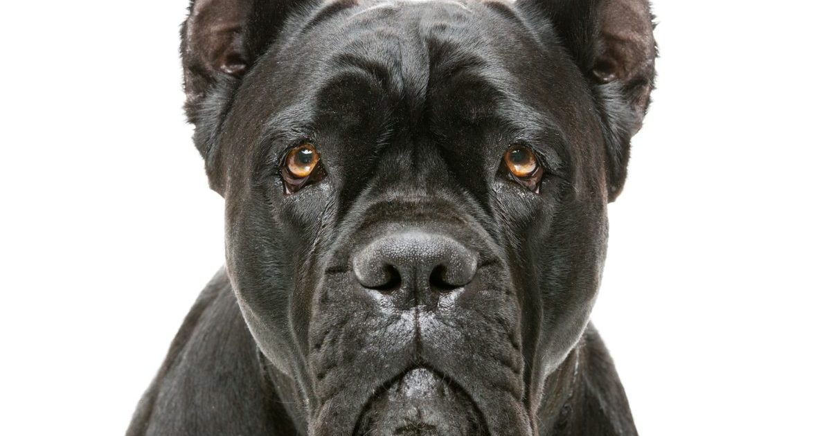 Cane Corso Dog Breed Information, Pictures, Characteristics & Facts
