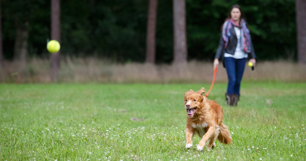 What makes a great dog park? - DogTime