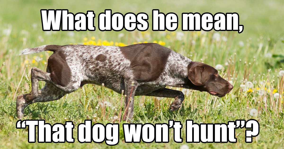 Thirteen dog idioms and sayings DogTime