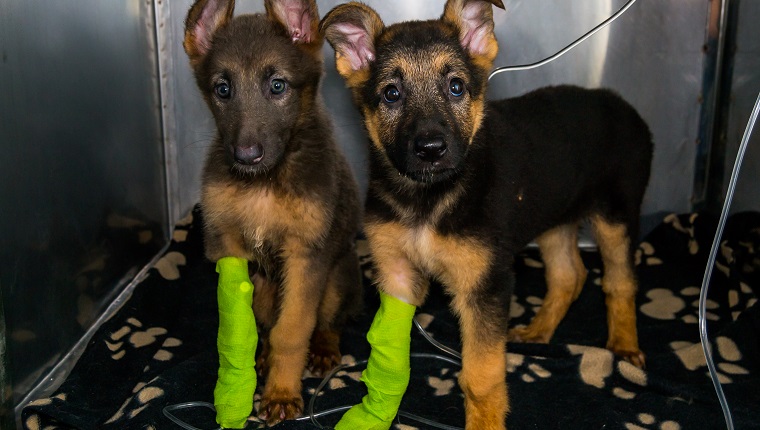 german sheperd puppies with parvovirosis in the cage at the veterinary clinic