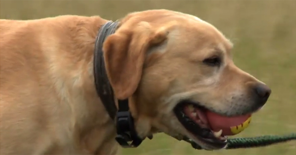 Puppy shock collar for 2024 biting