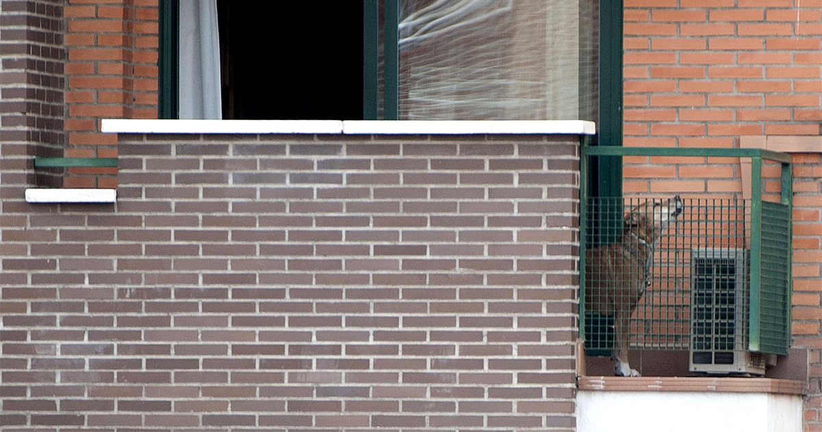 Dogs, Ebola, and Excalibur’s undoing DogTime