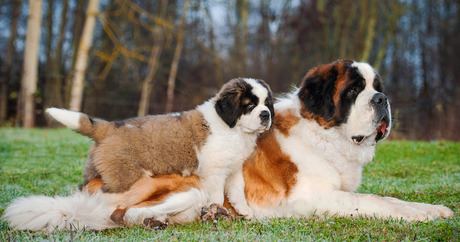 Top 10 dog breeds with the shortest lifespan - DogTime