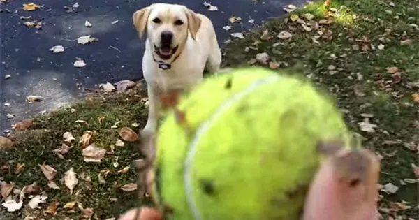 A dog, a tennis ball, and a pile of leaves - DogTime