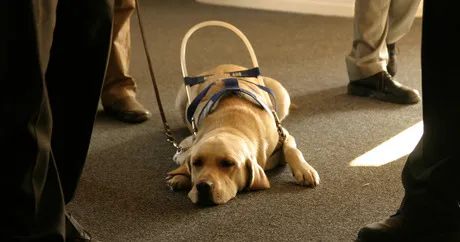 Top 10 service dogs - DogTime