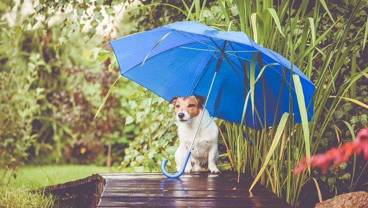 Dog entertainment: What to do on a rainy day!