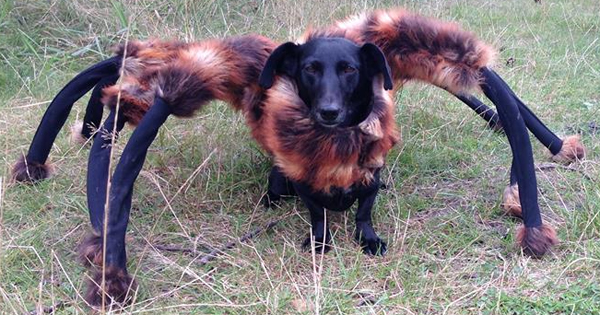 Youtube discount spider dog
